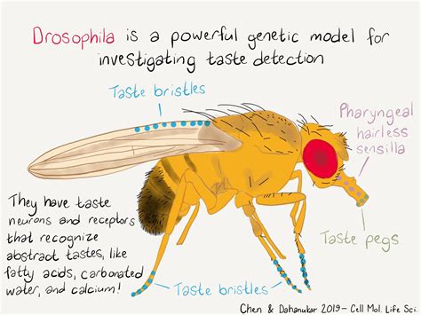 Common Fruit Fly Anatomy