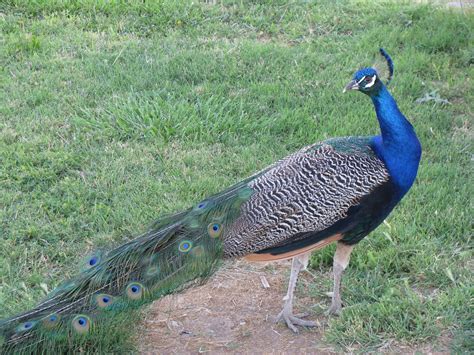 Peafowl in my neighborhood. They have such interesting patterns in their feathers. Peafowl, Debs ...