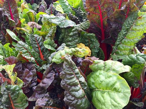 Growing Swiss Chard, Planting, Care, and Harvesting | Gardening Tips