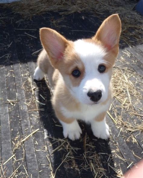 Pembroke Welsh Corgi Puppies For Sale | Salt Lake City, UT #270709