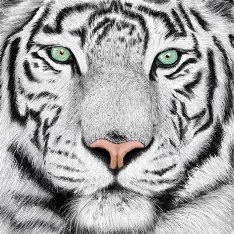 Tiger Face Sketch at PaintingValley.com | Explore collection of Tiger Face Sketch