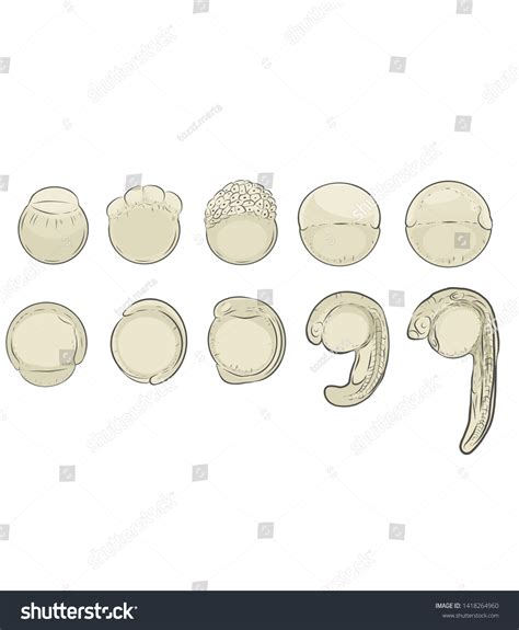 Zebrafish Embryo Development Embryology Illustration Stock Illustration 1418264960 | Shutterstock