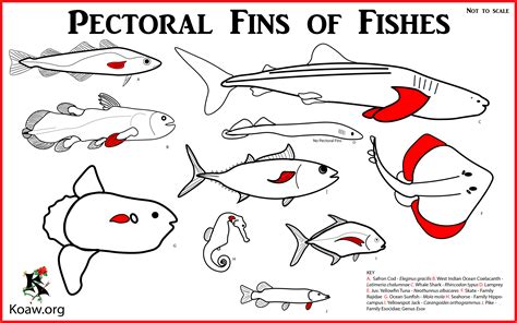 Fins of Fishes — Koaw Nature