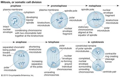 Telophase | biology | Britannica.com