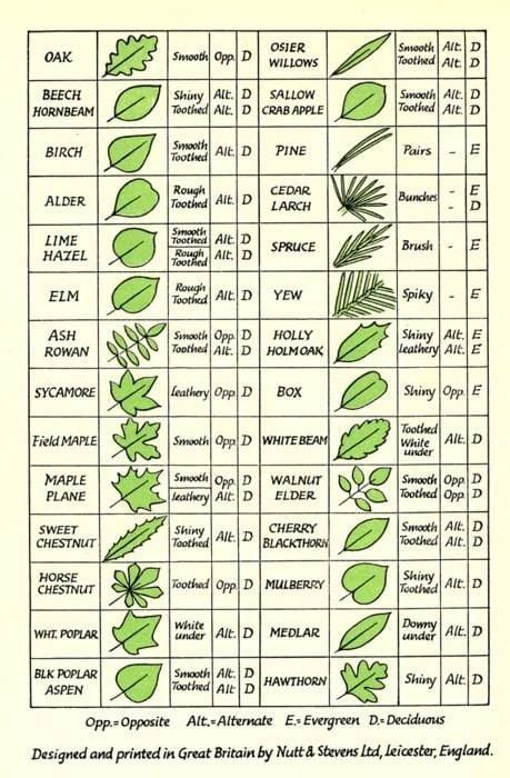 Leaf identification guide : coolguides