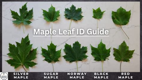 Maple Tree Identification – A Complete Guide – GrowIt BuildIT