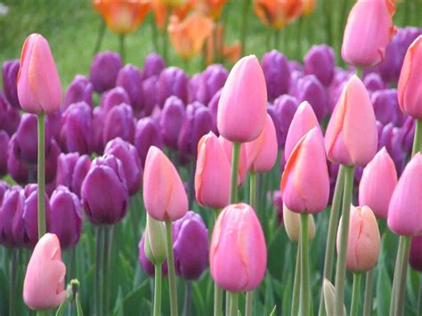 Pink Purple Tulips wallpaper | nature and landscape | Wallpaper Better