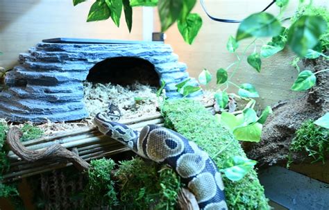 Ball Python Habitat Ideas