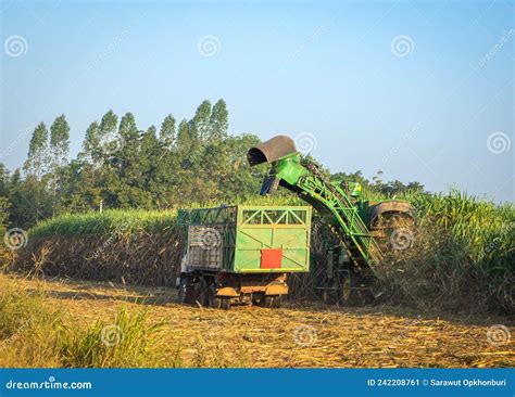 Sugar Cane Harvesting Machine Loading Sugarcane Truck Productivity Ready To Sell. Stock Image ...