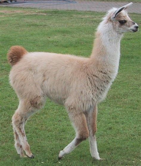 Picture 5 of 10 - Llama (Lama Glama) Pictures & Images - Animals - A-Z Animals