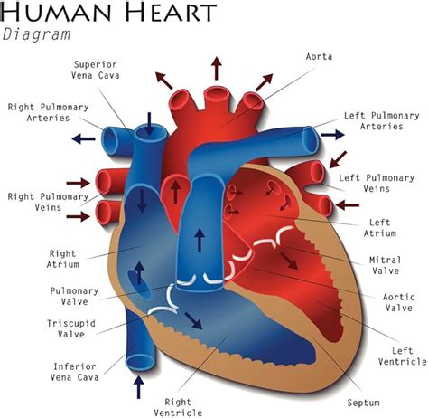 Heart Anatomy: Labeled Diagram, Structures, Blood Flow,, 41% OFF