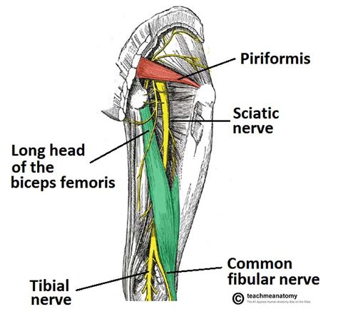 The Sciatic Nerve - Course - Motor - Sensory - TeachMeAnatomy