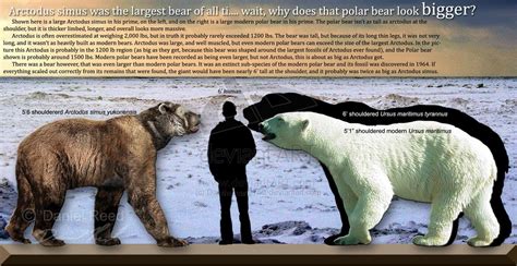 Polar bear vs grizzly bear - which would win? - AR15.COM