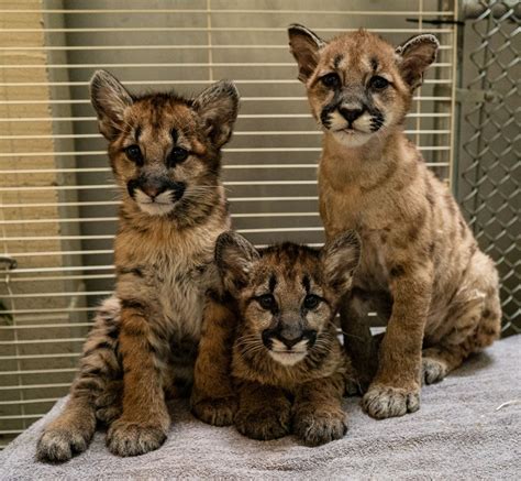 CSRWire - Three Mountain Lion Cubs, Rescued From California Wildfires, Find New Home With Help ...