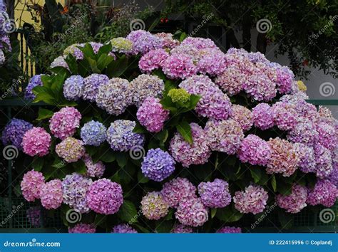 Portugal. Blue, and Mauve Hydrangea or Hortensia Hydrangea Macrophylla Stock Photo - Image of ...