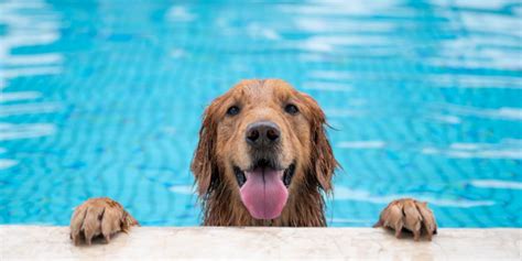 Five Swimming Pool Pet Dangers and How to Prevent Them