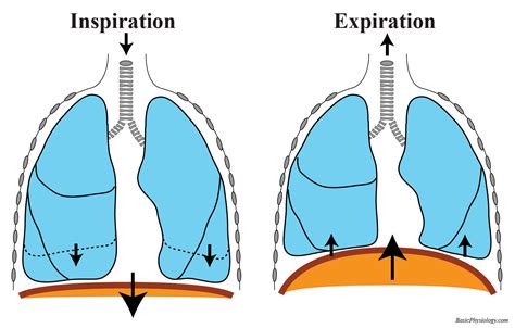 Diaphragm Ribs Function at Russell Herbert blog