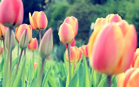 Tulip Desktop Wallpapers - Top Free Tulip Desktop Backgrounds - WallpaperAccess