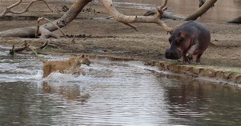 Lion vs Hippo: See what happens when two giants of the animal kingdom come face-to-face - Mirror ...