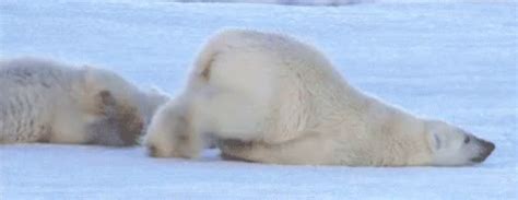 Motivation GIF - Lazy Polarbear - Discover & Share GIFs