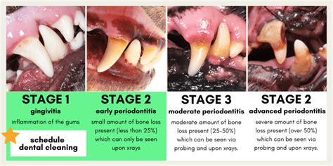 Gingivitis in Dogs-Puainta®