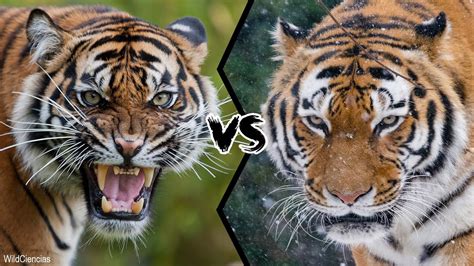 Siberian Tiger Vs Bengal Tiger