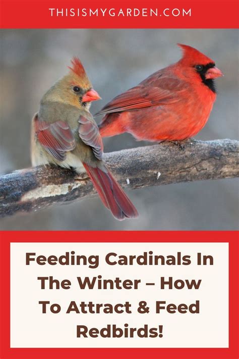 Feeding Cardinals In The Winter | Backyard birds feeders, Backyard birds sanctuary, Backyard birds