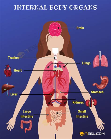 Human Body Organs Simple