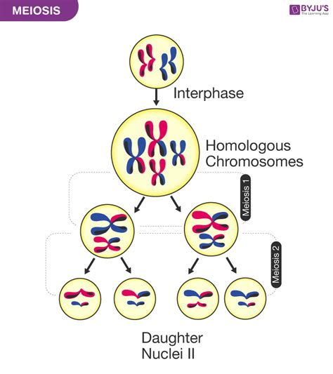 Mitosis And Meiosis Stages