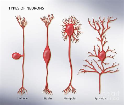 Types Of Neurons