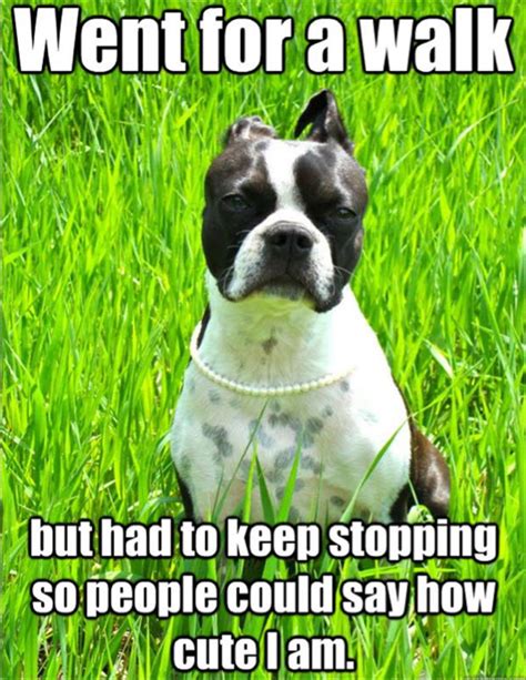 first world dog problems meme (19) - Dump A Day