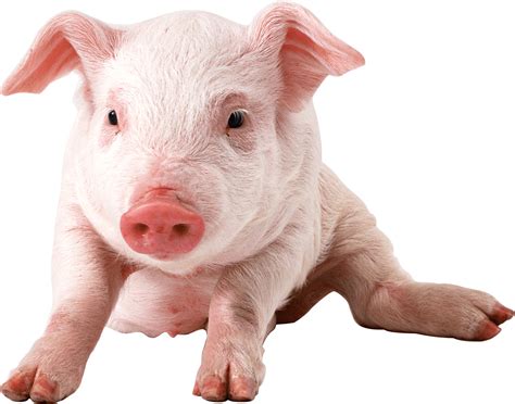 HQ Pig PNG Transparent Pig.PNG Images. | PlusPNG