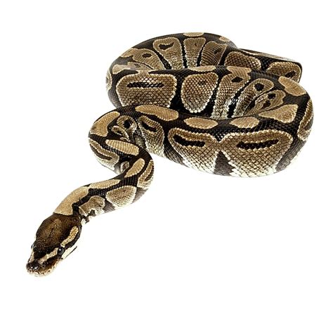 Python Snake PNG Transparent Python Snake.PNG Images. | PlusPNG