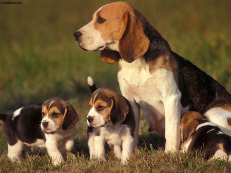 Beagle - Puppies, Rescue, Pictures, Information, Temperament, Characteristics | Animals Breeds