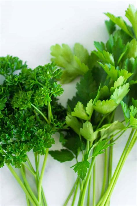 Flat-Leaf Parsley vs. Curly Parsley - What's the Difference? - Dirt and Dough