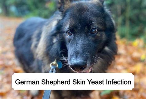 German Shepherd Skin Yeast Infection: Causes and Symptoms