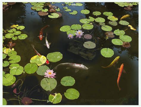 Craig Voigt - Water Lily and Koi fish pond at Huntington Library.