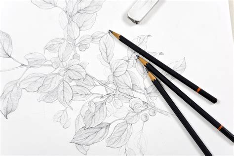 Learning to Draw with Graphite Pencil | Here's What You Need to Know