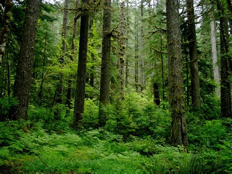 Introduction - Forêt Tempérée