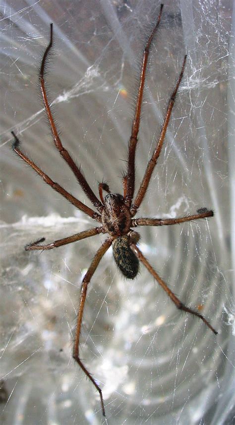 Giant house spider - Wikipedia