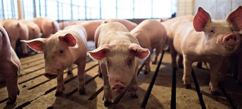 FDA Greenlights Genetically Modified Pigs For Consumption | The Daily Caller