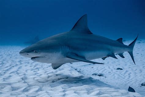 Are Bull Sharks Dangerous?