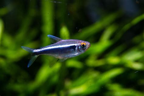 The Complete Guide to Cherry Barbs: Tank Mates, Breeding, and More