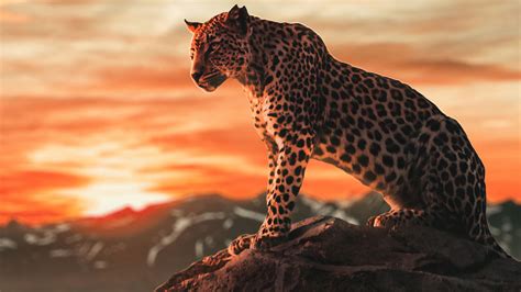 1920x1080 Cheetah Morning Time 4k Laptop Full HD 1080P ,HD 4k Wallpapers,Images,Backgrounds ...