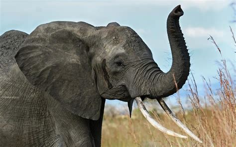 wallpaper elephant, tusks, trunk, africa, savanna HD : Widescreen : High Definition : Fullscreen