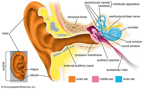 What Separates the Outer Ear From the Middle Ear