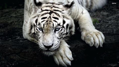 Cool Tiger Backgrounds (63+ pictures) - WallpaperSet