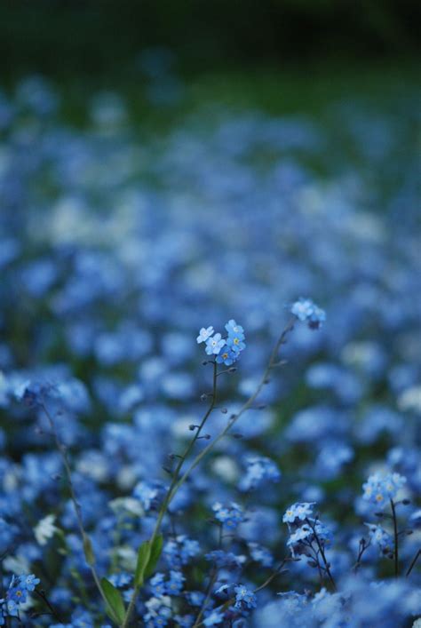 Blue Aesthetic Flowers Wallpapers - Wallpaper Cave