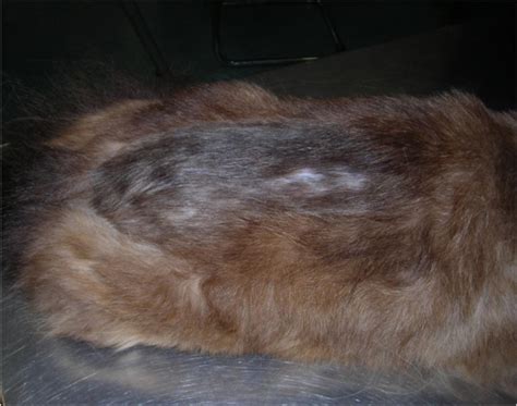 Localized alopecia in a cat with flea allergic dermatitis in a cat. | Scientific Diagram