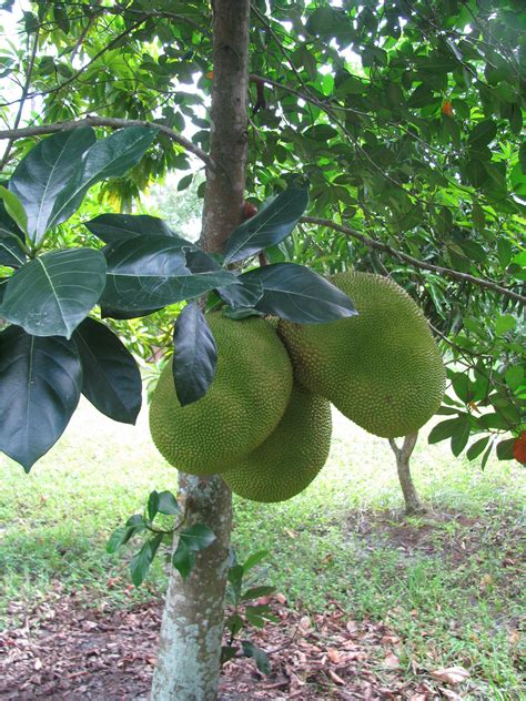 Pictures Of Fruit Trees In Florida - markanthonystudios.net